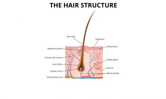 Understanding hair growth cycle, hair growth phases,Cancer Hair Care