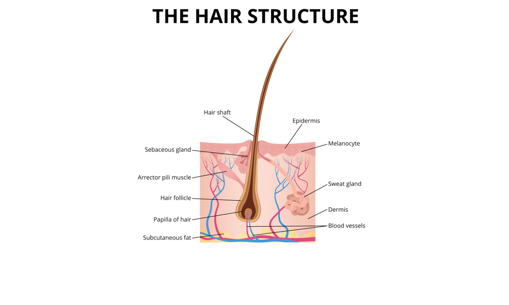 Could COVID-19 cause my hair loss? | Blogs | Vie Aesthetics