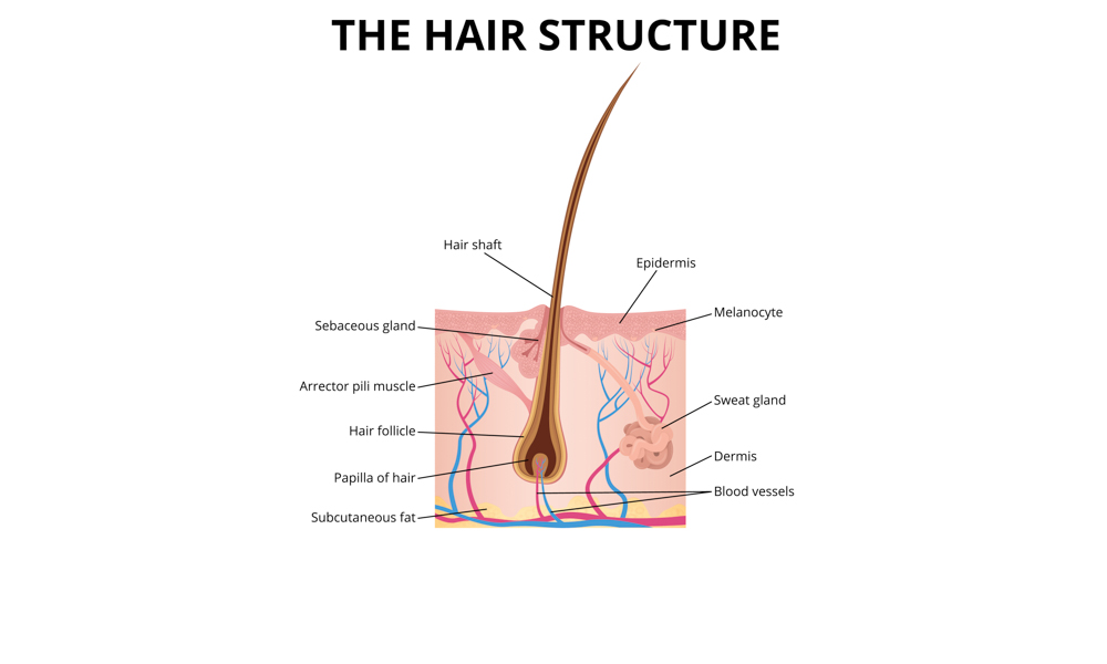 Human hair growth cycle cheap